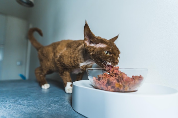 Een Devon rex-kat die zijn eten eet uit een doorzichtige glazen kom Pet-concept Medium shot