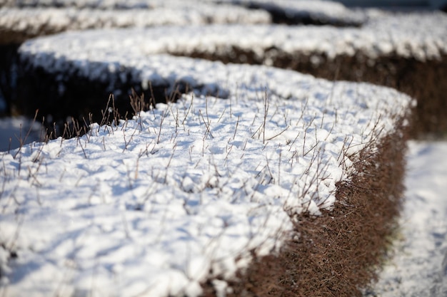 Foto een dichte stedelijke heg bedekt met een dikke laag sneeuw