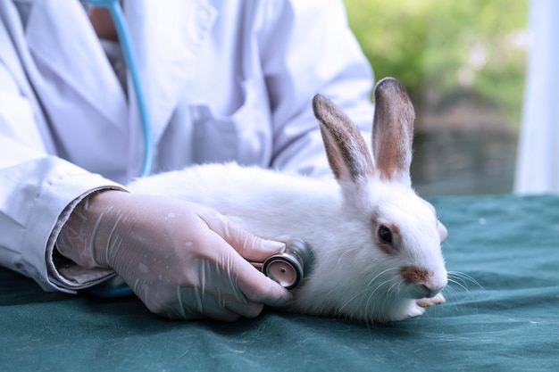 Een dierenarts behandelt een konijn in een dierenziekenhuis