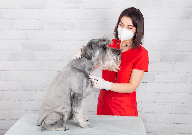 Een dierenarts die in een kliniek werkt met een hond die een stethoscoop gebruikt