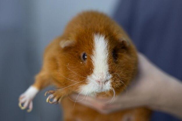 Foto een dierenarts houdt voorzichtig een rood cavia in zijn armen closeup een schattig cavia werd naar