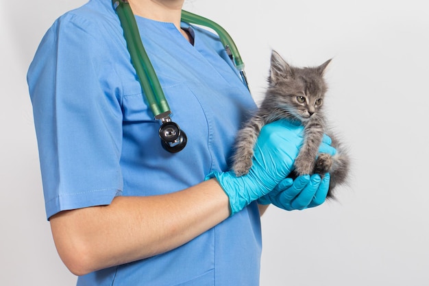 Een dierenarts kattendokter die een klein katje vasthoudt