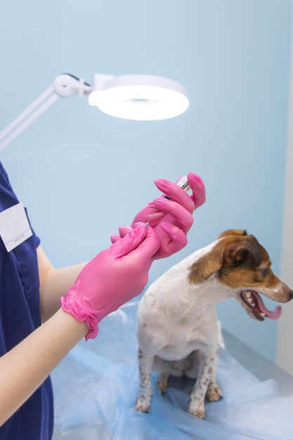 Een dierenarts met medische handschoenen injecteert Jack Russell met een spuit.
