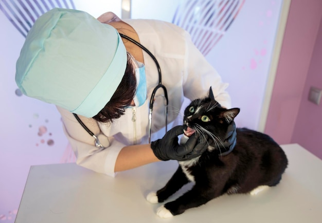 Een dierenarts onderzoekt de bek van de kat