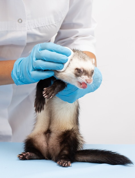 Een dierenarts onderzoekt een huisdierenfret naar een dierenkliniek