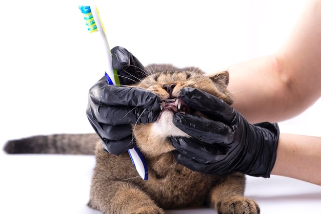 Een dierenarts poetst de tanden van een bruine Scottish Fold-kat Kat die tanden poetst