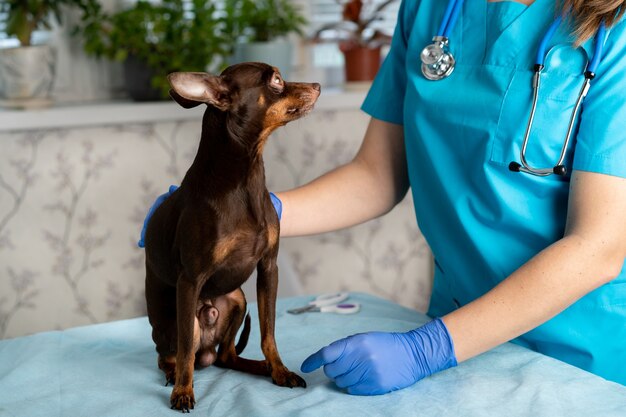 Een dierenarts van een jong meisje met een kleine hondenspeelgoed Terriër op tafel om het dier te onderzoeken.