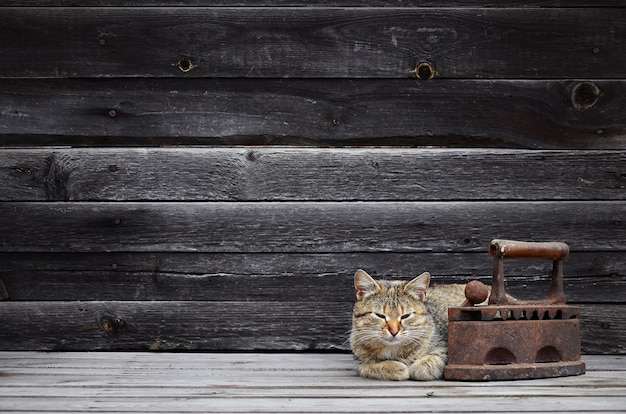 Een dikke kat bevindt zich naast een zwaar en roestig oud steenkoolijzer op een houten oppervlak