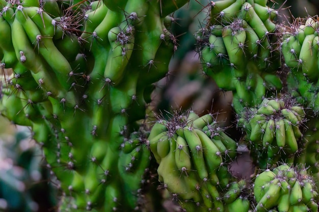 Een dikke magere cactus met kleine doorns