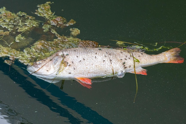 Foto een dode europese bas of perca fluviatilis drijft in het water in een jachthaven