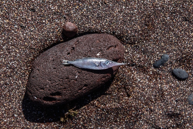 Een dode Longspine snipefish bij de zee.