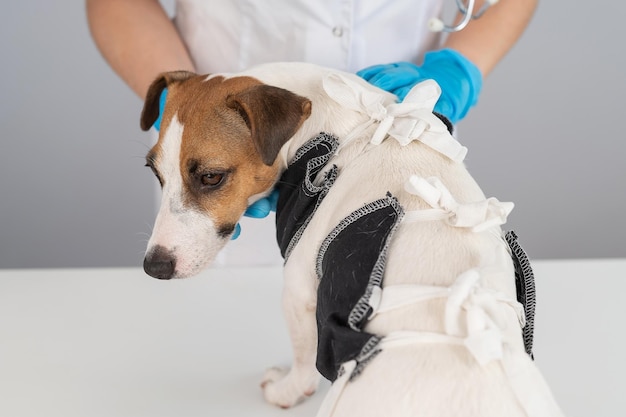 Een dokter legt na een operatie een deken op een Jack Russell Terrier