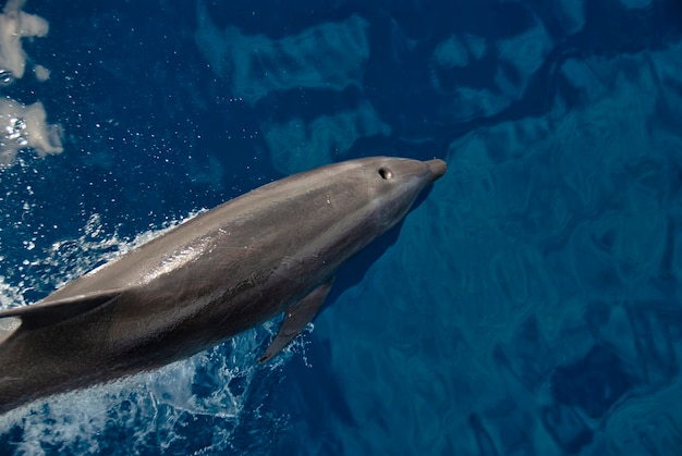 Foto een dolfijn met een flessenneus in de zee vanuit de lucht