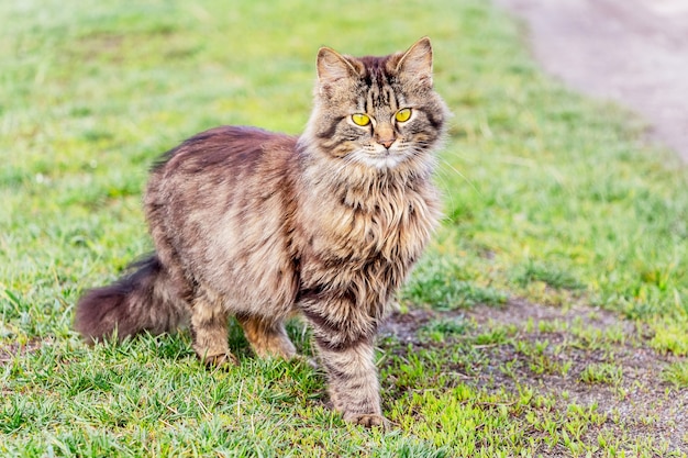 Een donzige gestreepte kat staat op het gras en kijkt vooruit