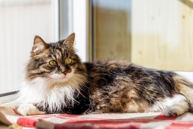 Een donzige grijze en witte kat ligt op een deken op de vensterbank