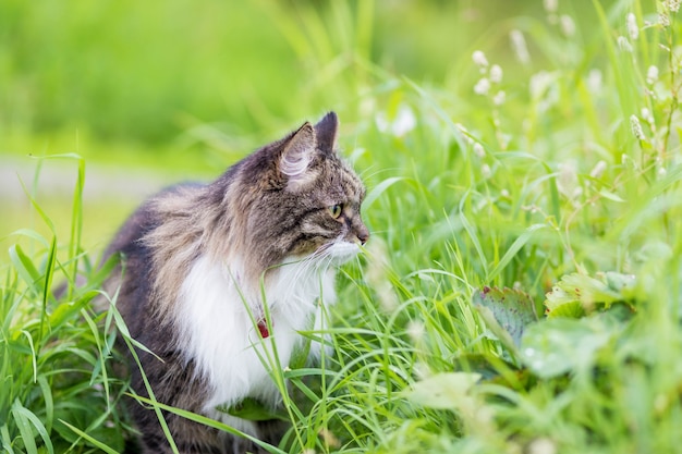 Een donzige grijze kat met een luxe witte borst zit in het gras en kijkt opzij