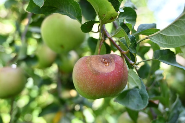 Een door de ziekte aangetaste appel op een tak van een appelboom in de tuin Rotte kweepeerappel op de fruitboom