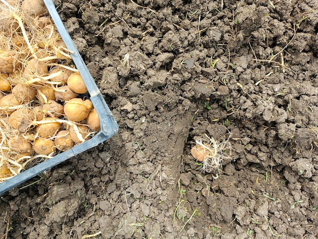 Een doos met gekiemde aardappelen voor het planten in een landbouwveld een gat met een knol in de grond Aardappelen telen in een moestuin