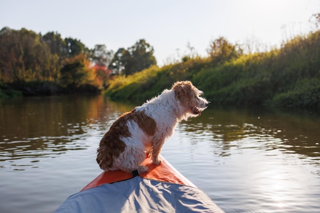 Een draadharige Jack Russell terrier staat op de boeg van een rode waterkajak Hond in de natuur aan boord van een boot Dier op een wandeling Zonsondergang op de rivier