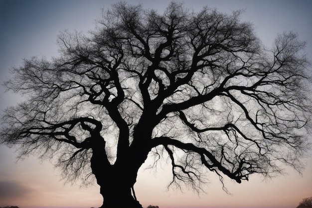 Foto een dramatisch zwart-wit boomlandschap