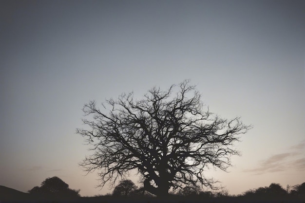 Een dramatisch zwart-wit boomlandschap