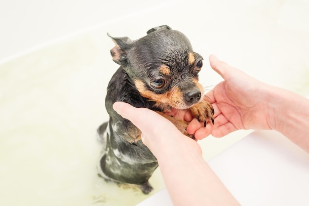 Een driekleurige chihuahua-hond baadt in de badkamer Natte en schone hond