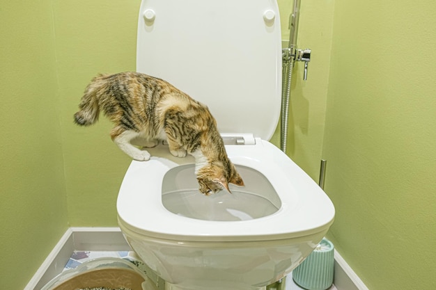 Een driekleurige Cyperse kat in het toilet gluurt in de toiletpot