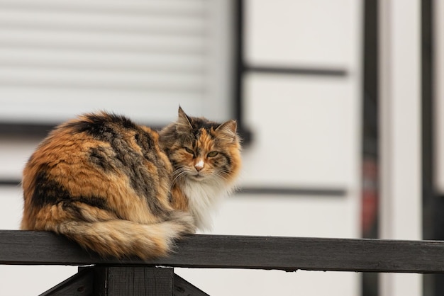 Een driekleurige kat met bruine ogen kijkt rustig en ligt rustig op het hek op een warme zomerdag