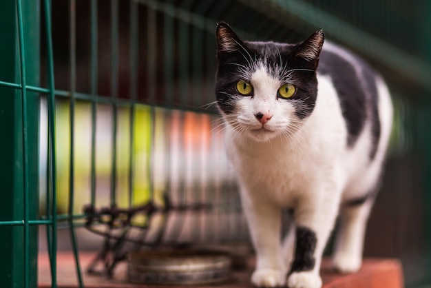 Een driekleurige kat met groene ogen ziet er rustig uit en loopt rustig op de auto op een warme zomerdag