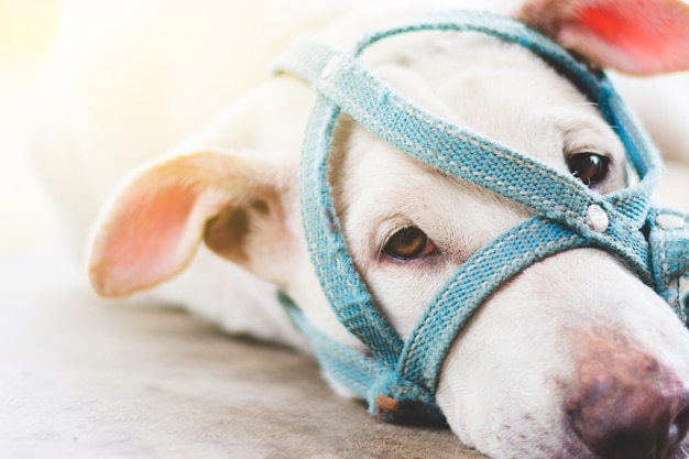 Foto een droevige hond met een snuit die op de grond naast deur van huis openlucht ligt