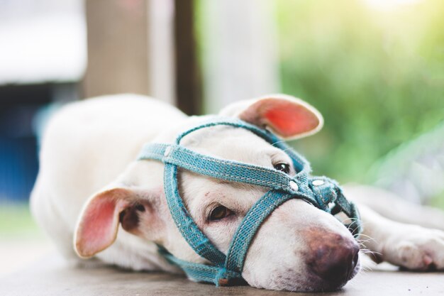 Een droevige hond met een snuit die op de grond naast deur van huis openlucht ligt