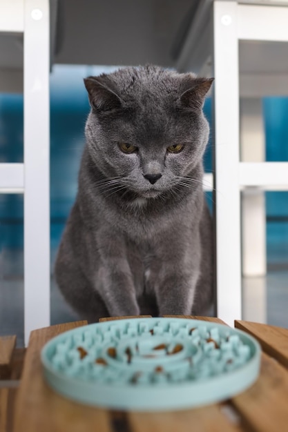 Een droevige kat zit en kijkt naar een kom met eten