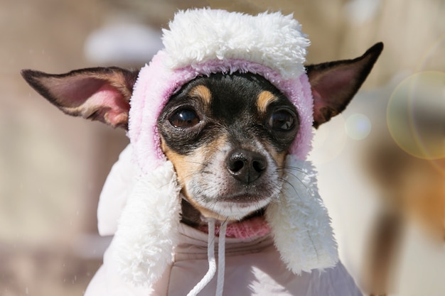 Een droevige kleine hond in een hoed. Close-up