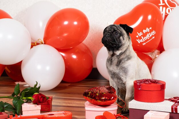 Een droevige mopshond viert alleen Valentijnsdag, onbeantwoorde liefde, een viering van liefde en een hond