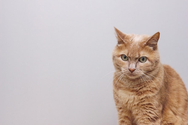 Een droevige roodharige kat zit met een gefronst voorhoofd. roodharige kat zit met een gefronste wenkbrauw op een grijze achtergrond.
