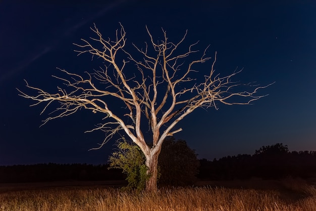 Een droge dode boom staat midden in een grasveld tegen de nachtelijke hemel