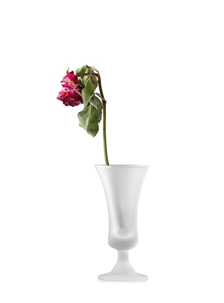 Een droge roos in een vaas op een witte achtergrond