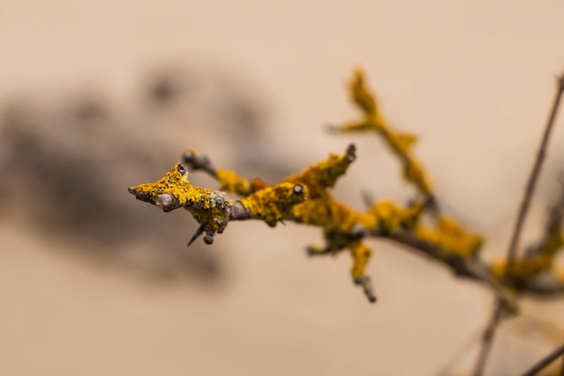 Foto een droge tak bedekt met gele korstmossen op een woestijnachtergrond