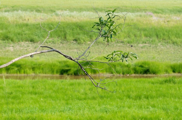 Een droge wilgentak over een groene weide op een zomerochtend