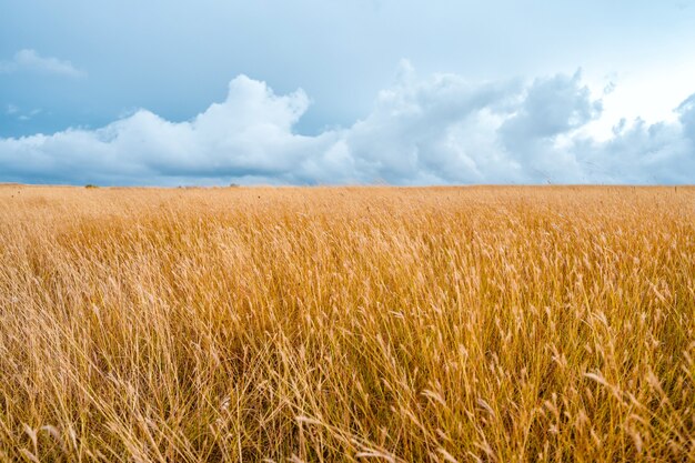 Een droog geel veld met een dramatische bewolkte lucht Pittoresk landschap