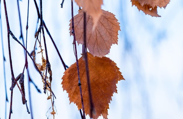 Een droog herfstblad tussen de takken in de winter.