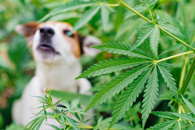 Een drugszoekende hond blaft naar cannabisplanten