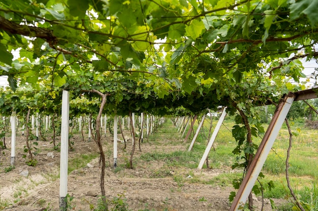 Een druivenboerderij in een dorp