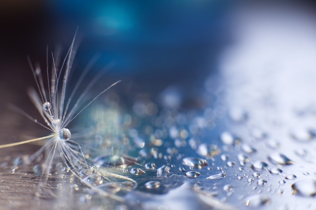 een druppel water op een dandelion.dandelion zaad op een blauwe achtergrond met kopie ruimte close-up