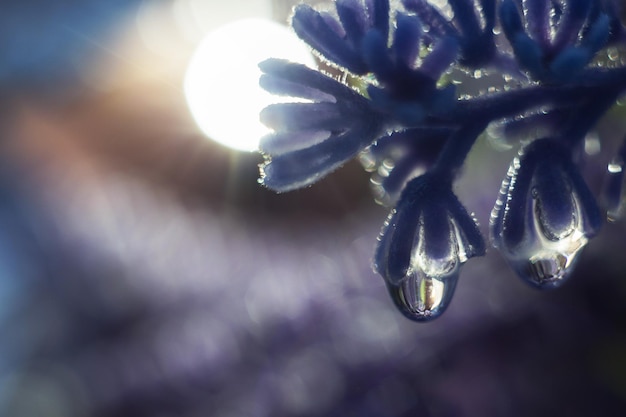 Een druppel water op een lavendelblauwe bloemmacro van het bloemblaadje met mooie bokeh in de regen