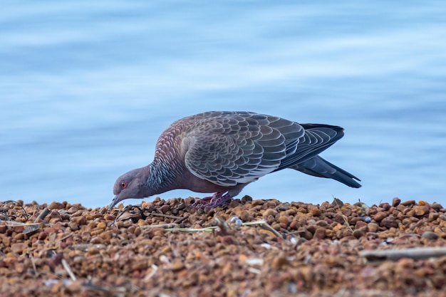 Een duif eet voedsel op een strand.