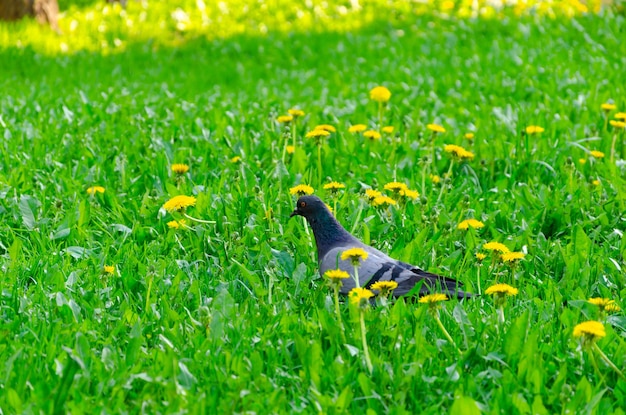 Een duif in het groene gras tussen paardebloemen op een zomerdag.