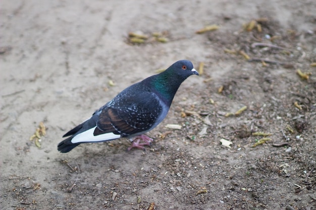 Een duif loopt op de grond