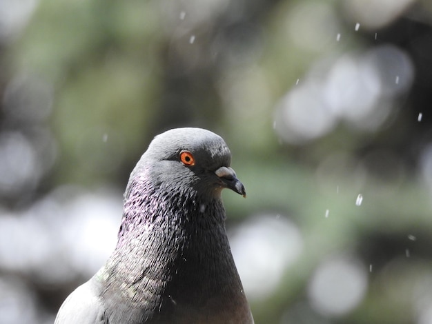 Foto een duif met een rood oog en een blauw oog.