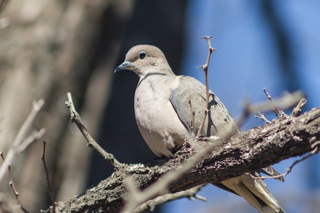 Een duif zat op de tak in zijn natuurlijke habitat in Zuid-Amerika